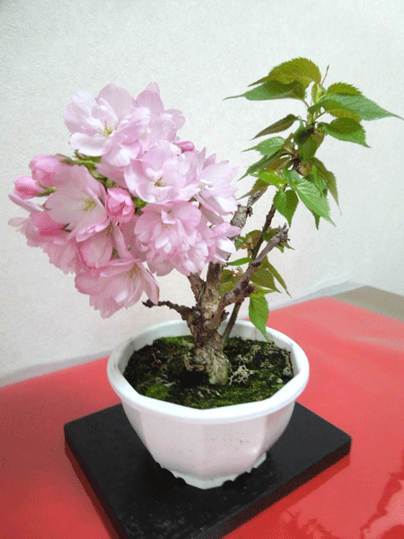 桜の植木１